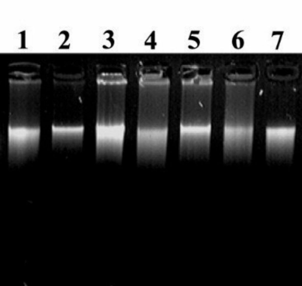تصویر بالا تصویری از الکتروفورز  مولکولهای DNA استخراج شده از گیاهان مختلف میباشد.