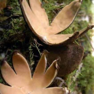 Clathrus archeri