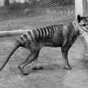 thylacine