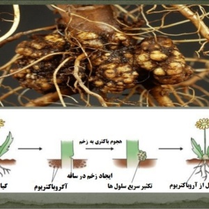 گال های القا شده توسط باکتری آگروباکتریوم در گیاه