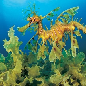 اژدهای دریایی برگدار ( Leafy Sea Dragon ) در جزایر غرب و جنوب استرالیا یافت شده است.