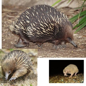 مورچه خورک پوزه کوتاه یا اکیدنه (Tachyglossus aculeatus) از حشراتی همچون مورچه تغذیه می‌کند. از طرفی اکیدنای پوزه بلند با ردیابی سیگنال‌های الکتریکی در تاریکی شب به دنبال غذا می‌گردد. کرم خاکی، هزارپا و سایر موجودات بی‌مهره غذای آن را تشکیل می‌دهند.