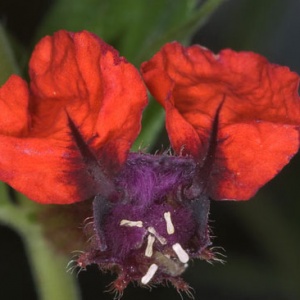 گیاه صورت خفاشی ( Cuphea llavea )، گونه‌ای از گیاهان گلدار متعلق به جنس Cuphea از خانواده Lythraceae است.