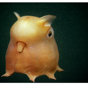 اختاپوس دامبو ( dumbo octopus )، موجودی کوچک ( در حدود 8 اینچ طول ) در اعماق بستر اقیانوس