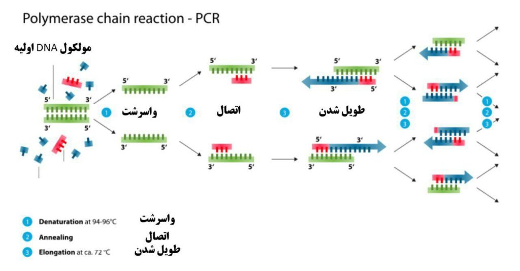 pcr