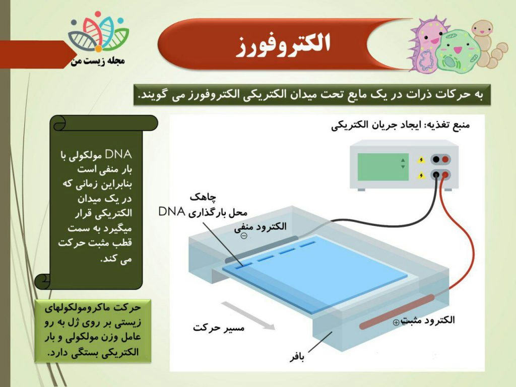 در تصویر بالا با اجزا و عملکرد یک الکتروفورز افقی آشنا می شویم.