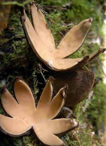 Clathrus archeri