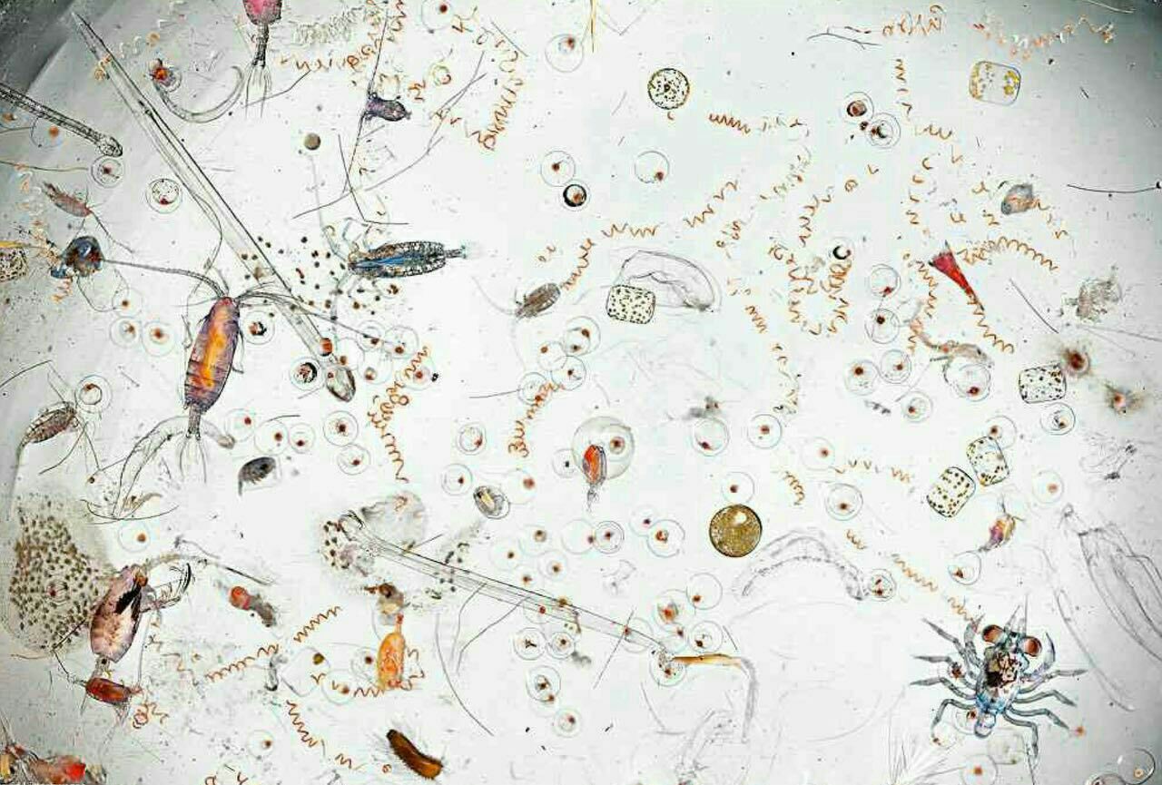 میکروارگانیسم های یک قطره از آب دریا