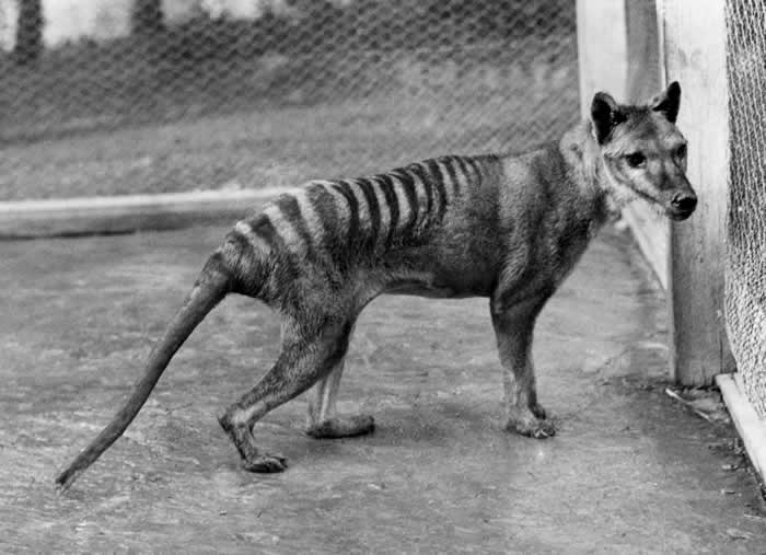 thylacine