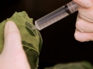 آگرواینفیلتراسیون از طریق تزریق مستقیم آگروباکتریوم به گیاه