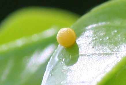 تخم نمونه ای  از پروانه دم چلچله ای