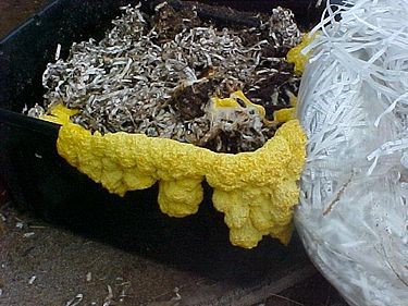 کپک لجن زرد درحال رشد در یک ظرف حاوی کاغذ مرطوب