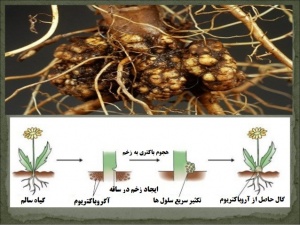 گال های القا شده توسط باکتری آگروباکتریوم در گیاه