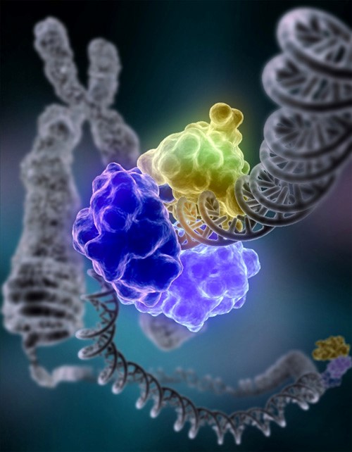 DNA لیگاز در حال ترمیم آسیب DNA کروموزومی