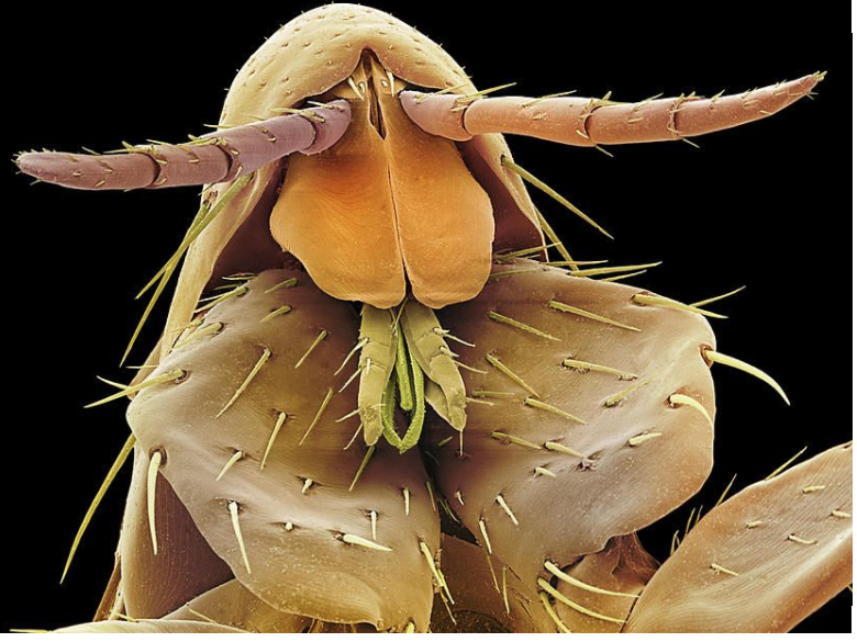 تصویر میکروسکوپ الکترونی  SEMاز کک انسانPulex irritans)  ( که یکی از مهم‌ترین انگل‌های خارجی انسان به شمار می‌رود.