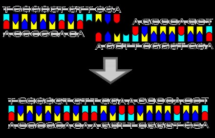 تصویری شماتیک از چگونگی فعالیت لیگاز (با انتهای چسبنده)