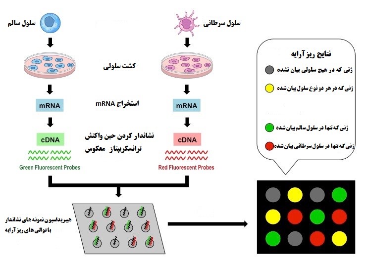 تصویری شمتیک از مقایسه بیان ژنها در سلول های سالم و سرطانی با استفاده از ریزآرایه 