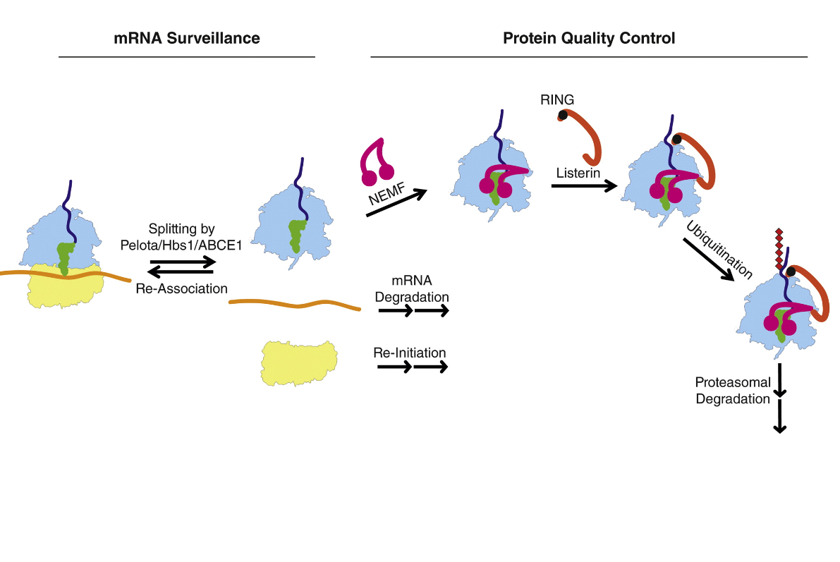 مراحل مختلف در هدایت پروتئین ناقص به سمت پروتئوزوم ( پروتئین NEMF یا Rqc2 یکی از پروتئین‌های کلیدی در این فرایند به شمار می‌رود )