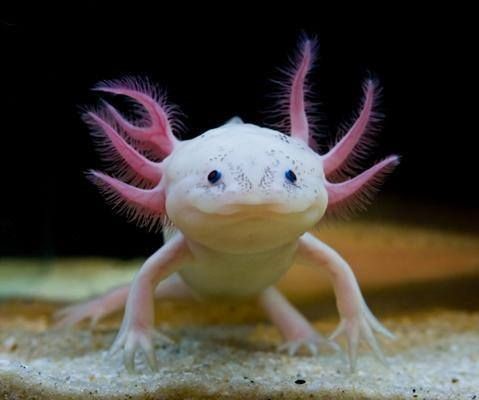 اکسولوتل (Axolotl ) با نام علمی Ambystoma mexicanm سمندر مکزیکی معروف به ماهی راه رونده
