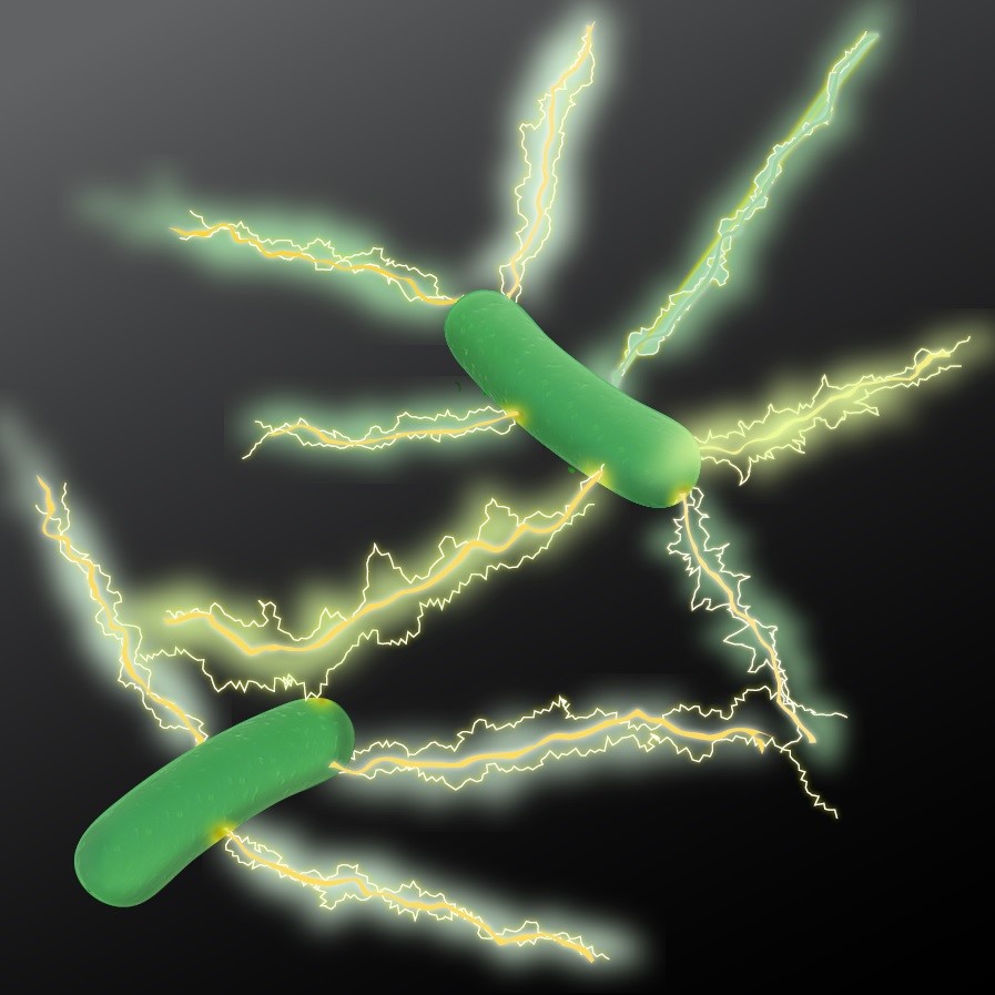 نمای شماتیک از نانو سیم‌های هادی الکتریسیته در ژئوباکتر(Geobacter)