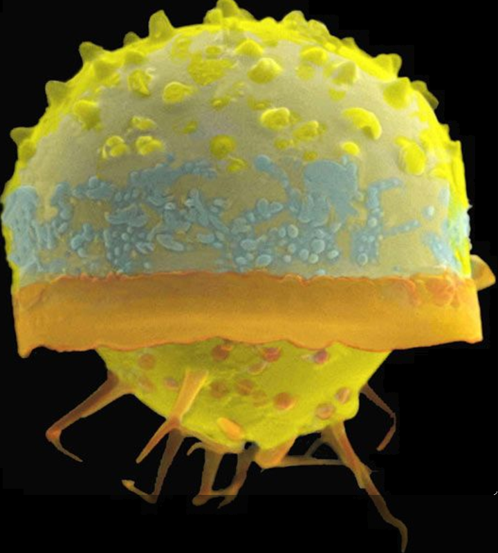 تصویر میکروسکوپی از دیاتوم‌ها (Diatoms)، گروهی از آغازیان که فتواتوتروف هستند.
