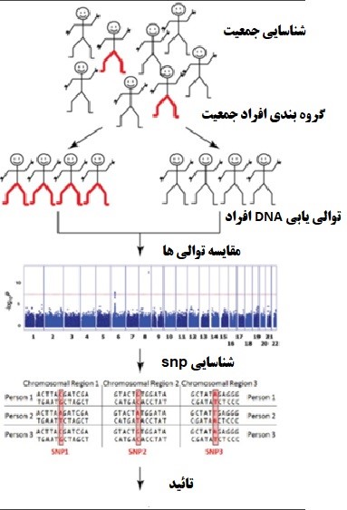 تصویری شماتیک از چگونگی شناسایی پلی مورفیسم های تک نوکلئوتیدی (SNPs) مربوط به یک صفت