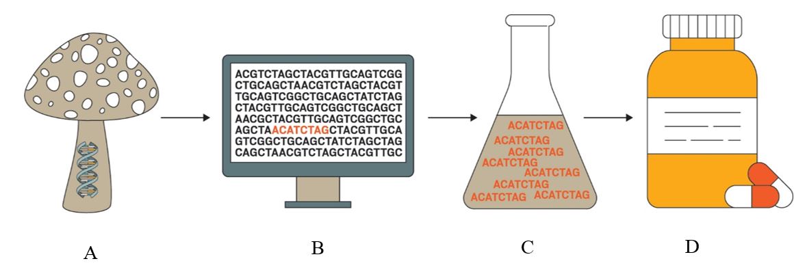 (Aتوالی ژنومی قارچ  (Bاستخراج ژنوم و انتخاب دسته‌ی ژنی(C  بیان دسته‌ی ژنی موردنظر در مخمر و تولید فرآورده‌های طبیعی  (Dتکامل فرآورده ‌های طبیعی در جهت تولید داروی مورد نظر‌