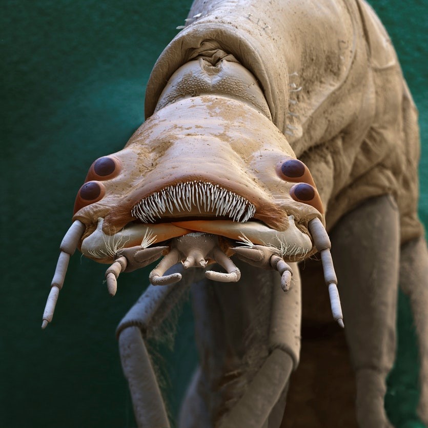 تصویر میکروسکوپ الکترونی از لارو سوسک غواص بزرگ با نام علمی Dytiscus marginalis ) ) با چهار چشم و ظاهری عجیب