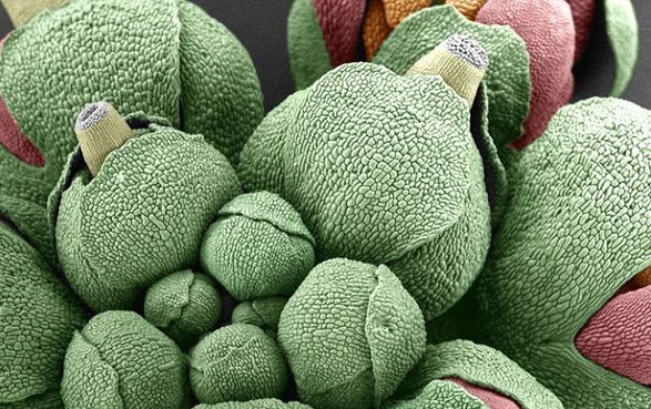 تصویر میکروسکوپ الکترونی غنچه‌های در حال رشد گیاه آرابیدوپسیس تالیانا Arabidopsis thaliana ) )