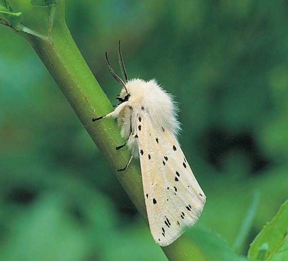پروانه قاقم سفید (  White ermine) با نام علمی  Spilosome Inbricipedaکه، نوعی پروانه‌ی سمی به حساب می‌آید.