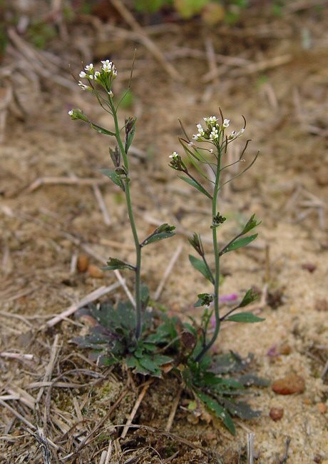 گیاه آرابیدوپسیس تالیانا ( Arabidopsis thaliana )