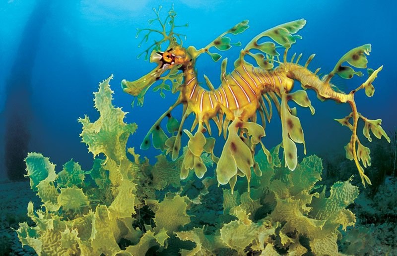 اژدهای دریایی برگدار ( Leafy Sea Dragon ) در جزایر غرب و جنوب استرالیا یافت شده است.