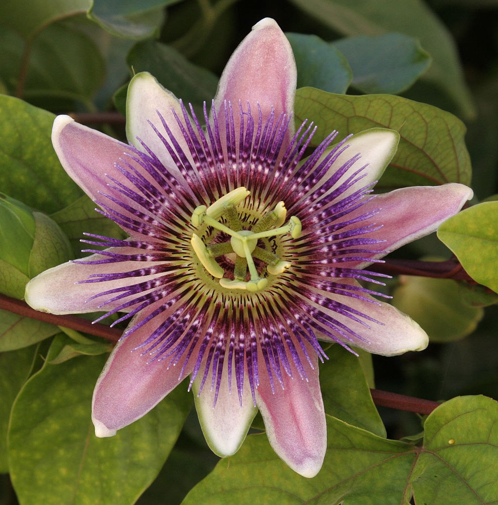 گل عشق (Passion flower ) با نام علمی ( Passiflora serrato )
