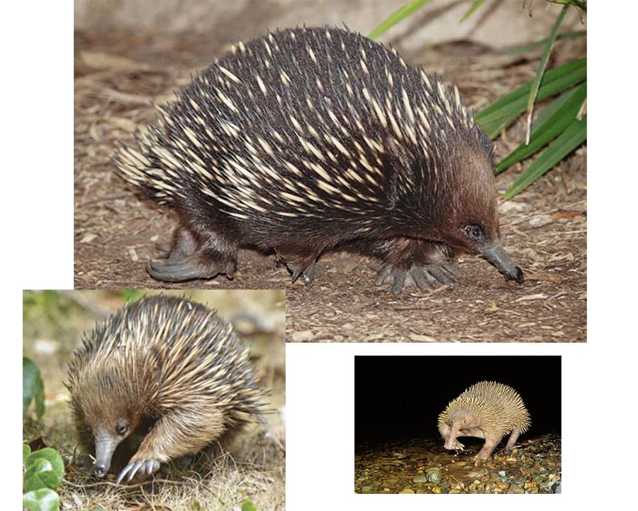 مورچه خورک پوزه کوتاه یا اکیدنه (Tachyglossus aculeatus) از حشراتی همچون مورچه تغذیه می‌کند. از طرفی اکیدنای پوزه بلند با ردیابی سیگنال‌های الکتریکی در تاریکی شب به دنبال غذا می‌گردد. کرم خاکی، هزارپا و سایر موجودات بی‌مهره غذای آن را تشکیل می‌دهند.