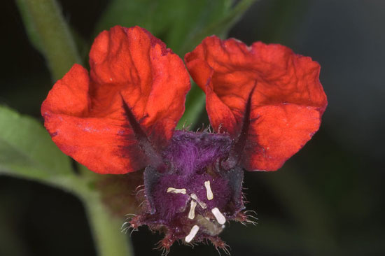گیاه صورت خفاشی ( Cuphea llavea )، گونه‌ای از گیاهان گلدار متعلق به جنس Cuphea از خانواده Lythraceae است.
