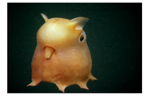 اختاپوس دامبو ( dumbo octopus )، موجودی کوچک ( در حدود 8 اینچ طول ) در اعماق بستر اقیانوس